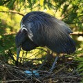 St Augustine Rookery Little Blue Heron Two Blue Eggs