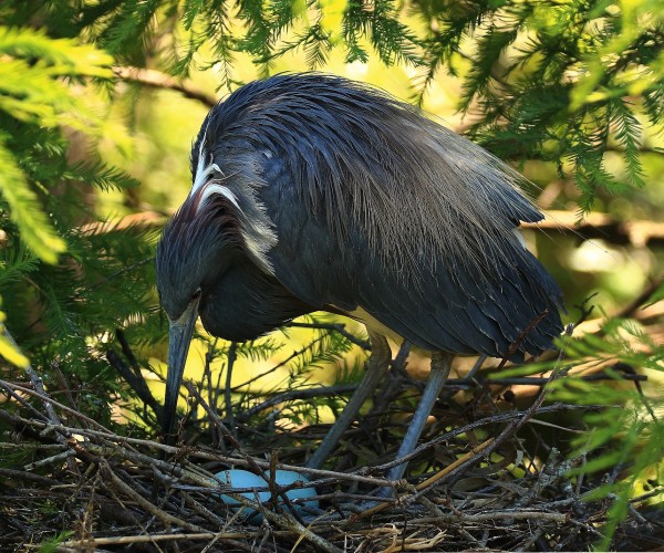 St Augustine Rookery Little Blue Heron Two Blue Eggs