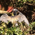St Augustine Tri Colored Heron with chick