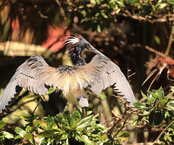 St Augustine Tri Colored Heron with chick