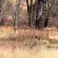 Colorado Buck Deer Tall Grass