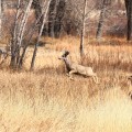 Colorado Buck Deer Tall Grass Jumping
