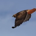 Red Tailed Hawk Aurora Colorado 1