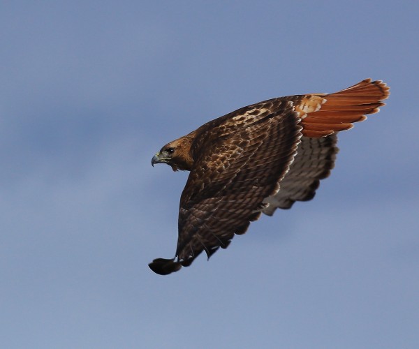 Red Tailed Hawk Aurora Colorado 1