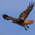 Red Tailed Hawk Aurora Colorado 2