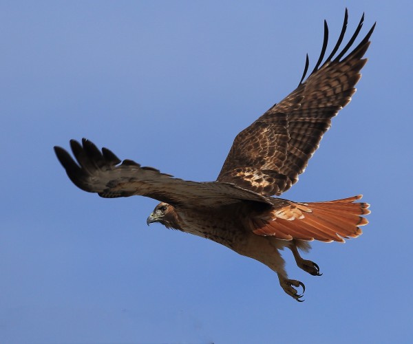 Red Tailed Hawk Aurora Colorado 2