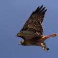 Red Tailed Hawk Aurora Colorado 3