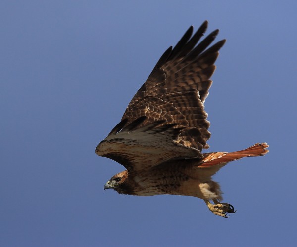 Red Tailed Hawk Aurora Colorado 3