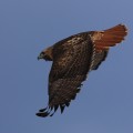Red Tailed Hawk Aurora Colorado 4