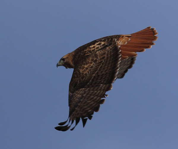 Red Tailed Hawk Aurora Colorado 4