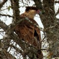 San Antonio TX Crested Cara Cara Female in tree