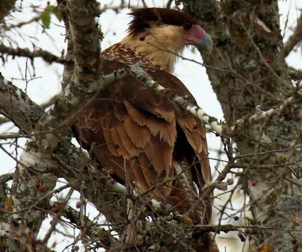 San Antonio TX Crested Cara Cara Female in tree