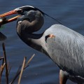 South Padre Island Texas Great Blue Heron fishing 1