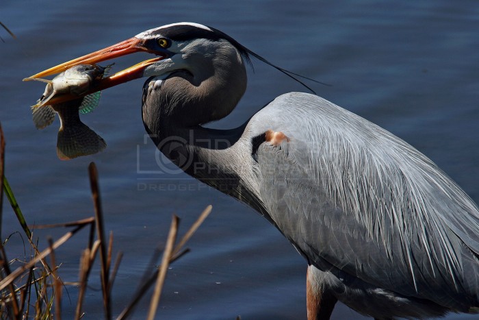 South Padre Island Texas Great Blue Heron fishing 1