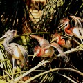 St Augustine Rookery Tri Colored Heron Three Chicks on Palm Frond