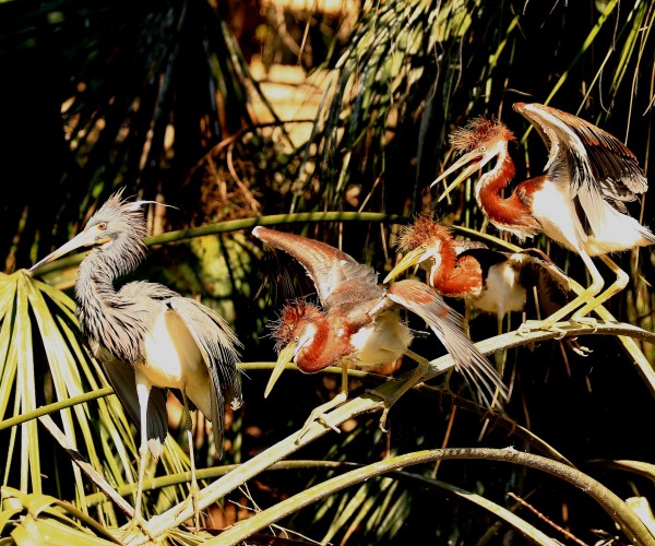St Augustine Rookery Tri Colored Heron Three Chicks on Palm Frond