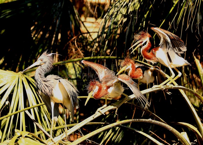 St Augustine Rookery Tri Colored Heron Three Chicks on Palm Frond