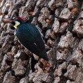 Thousand Oaks California Acorn Woodpecker hoarding acorns