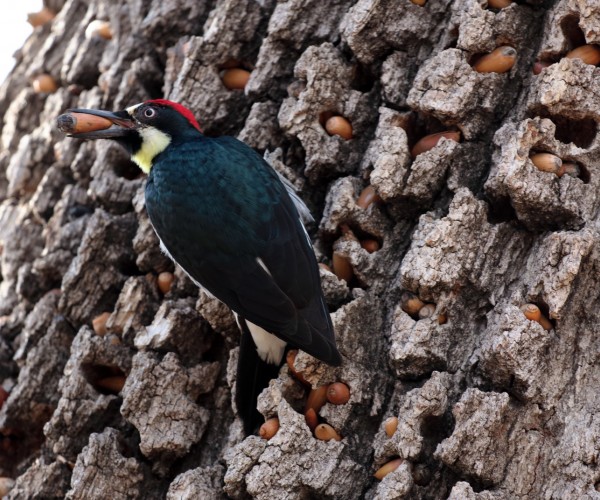 Thousand Oaks California Acorn Woodpecker hoarding acorns