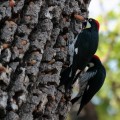Thousand Oaks California Acorn Woodpeckers hoarding acorns