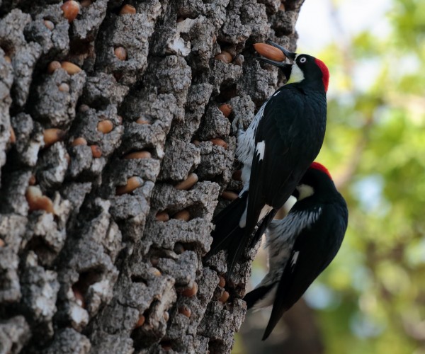Thousand Oaks California Acorn Woodpeckers hoarding acorns