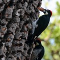 Thousand Oaks California Acorn Woodpeckers hoarding acorns 2