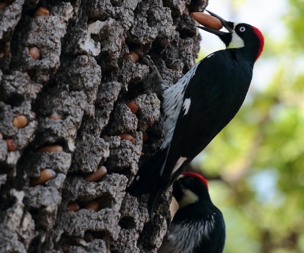 Thousand Oaks California Acorn Woodpeckers hoarding acorns 2