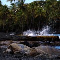 Big Island Hawaii 3 Green Sea Turtles Black Sand Beach Palm trees