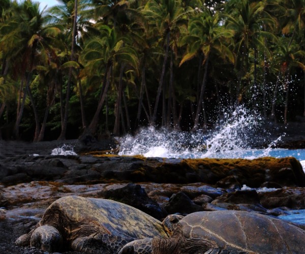 Big Island Hawaii 3 Green Sea Turtles Black Sand Beach Palm trees