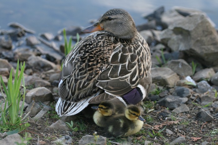 Female Mallard with two ducklings, Woodburn, Oregon