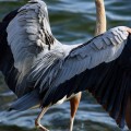 Long Beach Great Blue Heron Landing closeup of back feathers