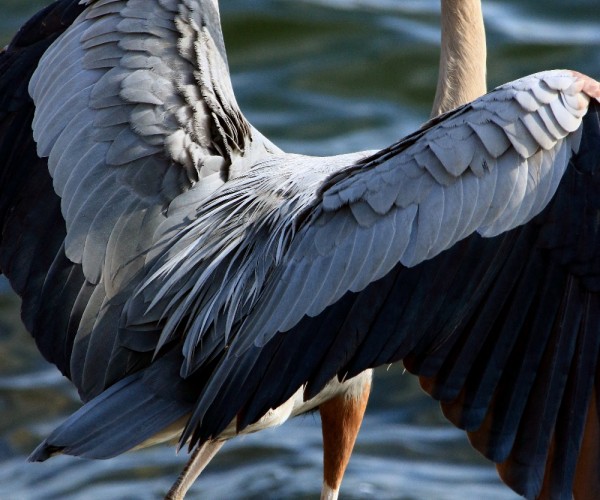 Long Beach Great Blue Heron Landing closeup of back feathers