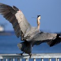 Long Beach Great Blue Heron in flight from behind