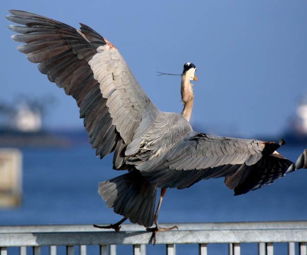 Long Beach Great Blue Heron in flight from behind