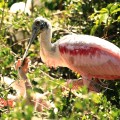 St Augustine Rookery Roseate Spoonbill with two chicks 
