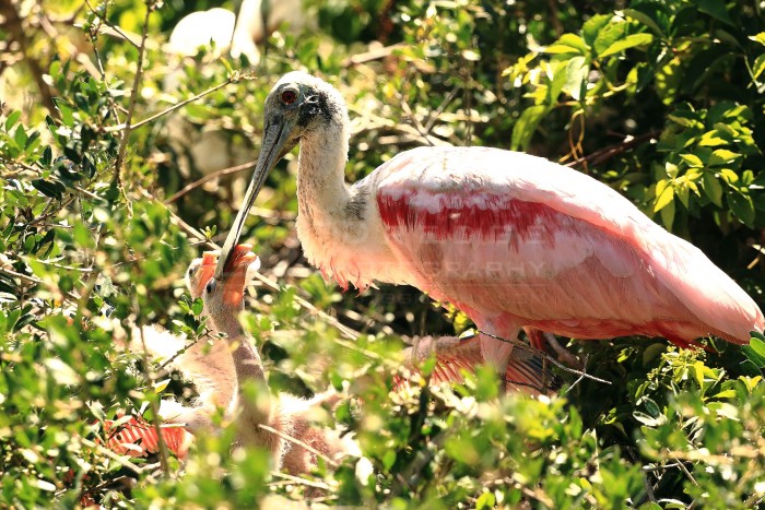 St Augustine Rookery Roseate Spoonbill with two chicks 